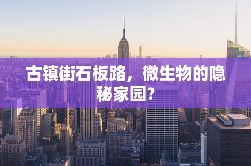 古镇街石板路，微生物的隐秘家园？