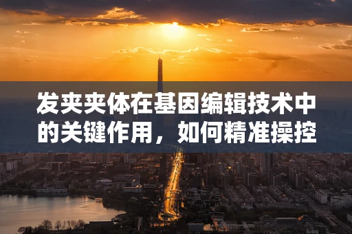 发夹夹体在基因编辑技术中的关键作用，如何精准操控DNA的开关？