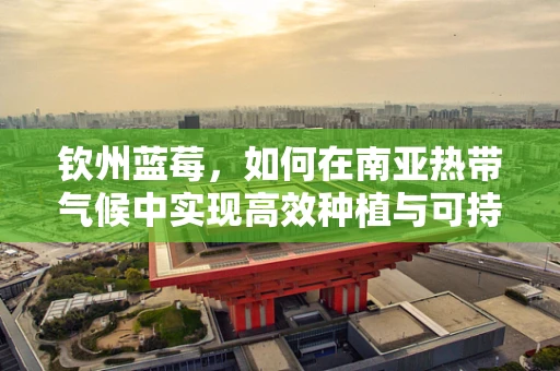 钦州蓝莓，如何在南亚热带气候中实现高效种植与可持续发展？