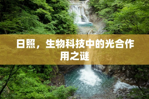 日照，生物科技中的光合作用之谜