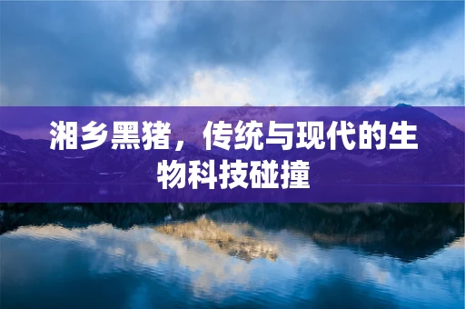 湘乡黑猪，传统与现代的生物科技碰撞