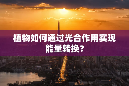 植物如何通过光合作用实现能量转换？