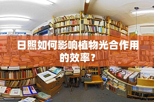 日照如何影响植物光合作用的效率？