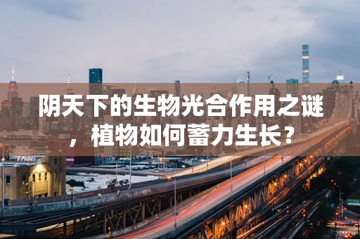 阴天下的生物光合作用之谜，植物如何蓄力生长？