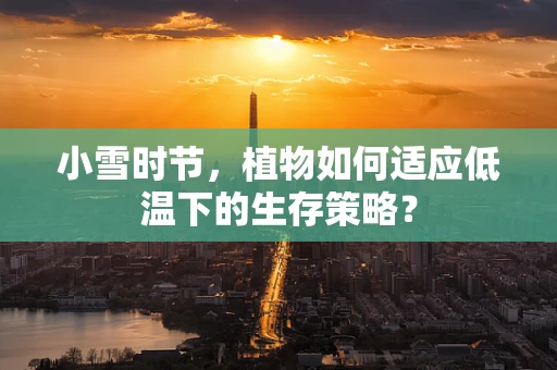 小雪时节，植物如何适应低温下的生存策略？