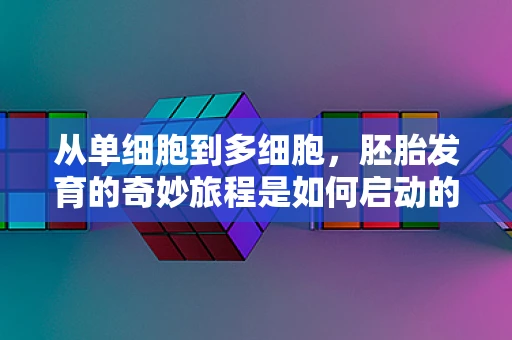 从单细胞到多细胞，胚胎发育的奇妙旅程是如何启动的？