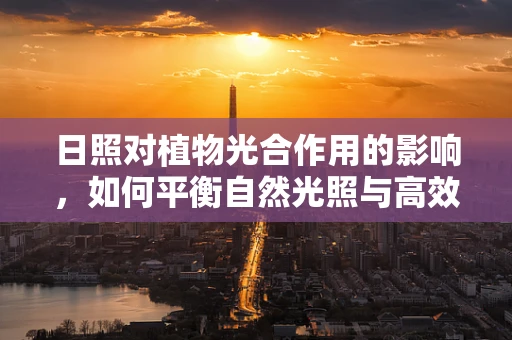 日照对植物光合作用的影响，如何平衡自然光照与高效生产？