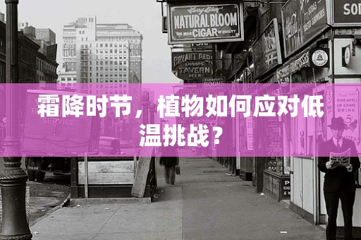 霜降时节，植物如何应对低温挑战？