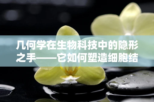 几何学在生物科技中的隐形之手——它如何塑造细胞结构与功能？