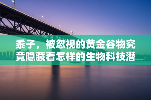 黍子，被忽视的黄金谷物究竟隐藏着怎样的生物科技潜力？
