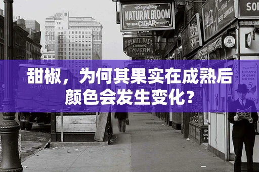 甜椒，为何其果实在成熟后颜色会发生变化？