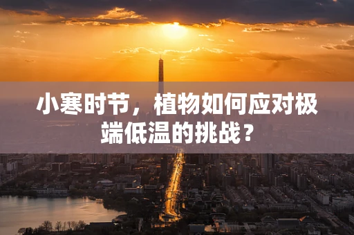 小寒时节，植物如何应对极端低温的挑战？