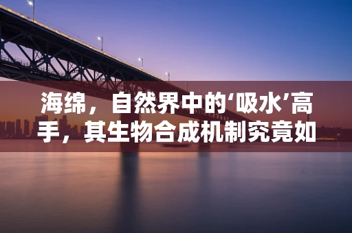 海绵，自然界中的‘吸水’高手，其生物合成机制究竟如何？