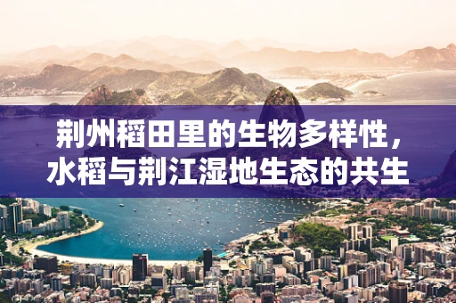 荆州稻田里的生物多样性，水稻与荆江湿地生态的共生之谜