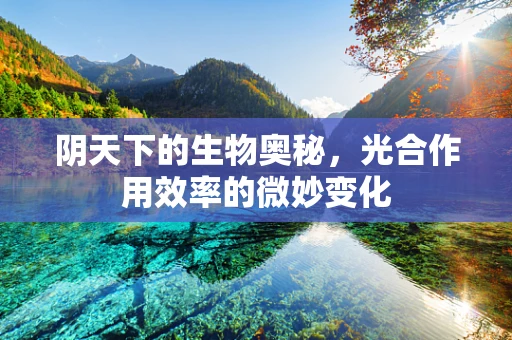 阴天下的生物奥秘，光合作用效率的微妙变化