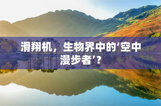 滑翔机，生物界中的‘空中漫步者’？