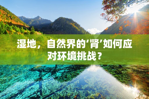 湿地，自然界的‘肾’如何应对环境挑战？
