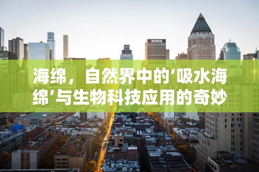 海绵，自然界中的‘吸水海绵’与生物科技应用的奇妙邂逅？