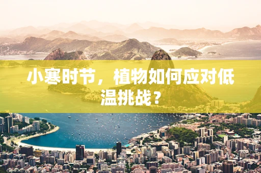 小寒时节，植物如何应对低温挑战？